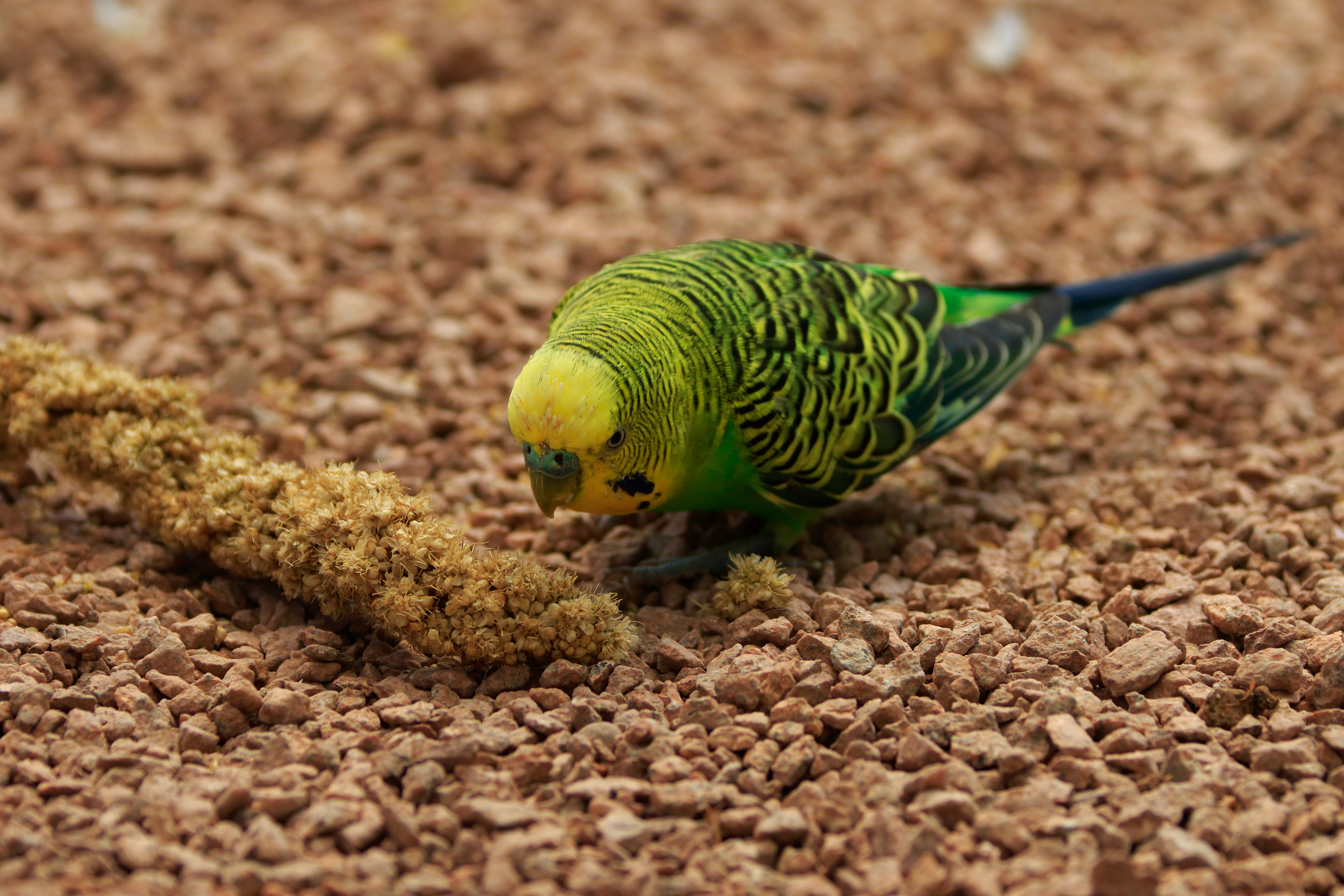 De juiste voeding voor siervogels