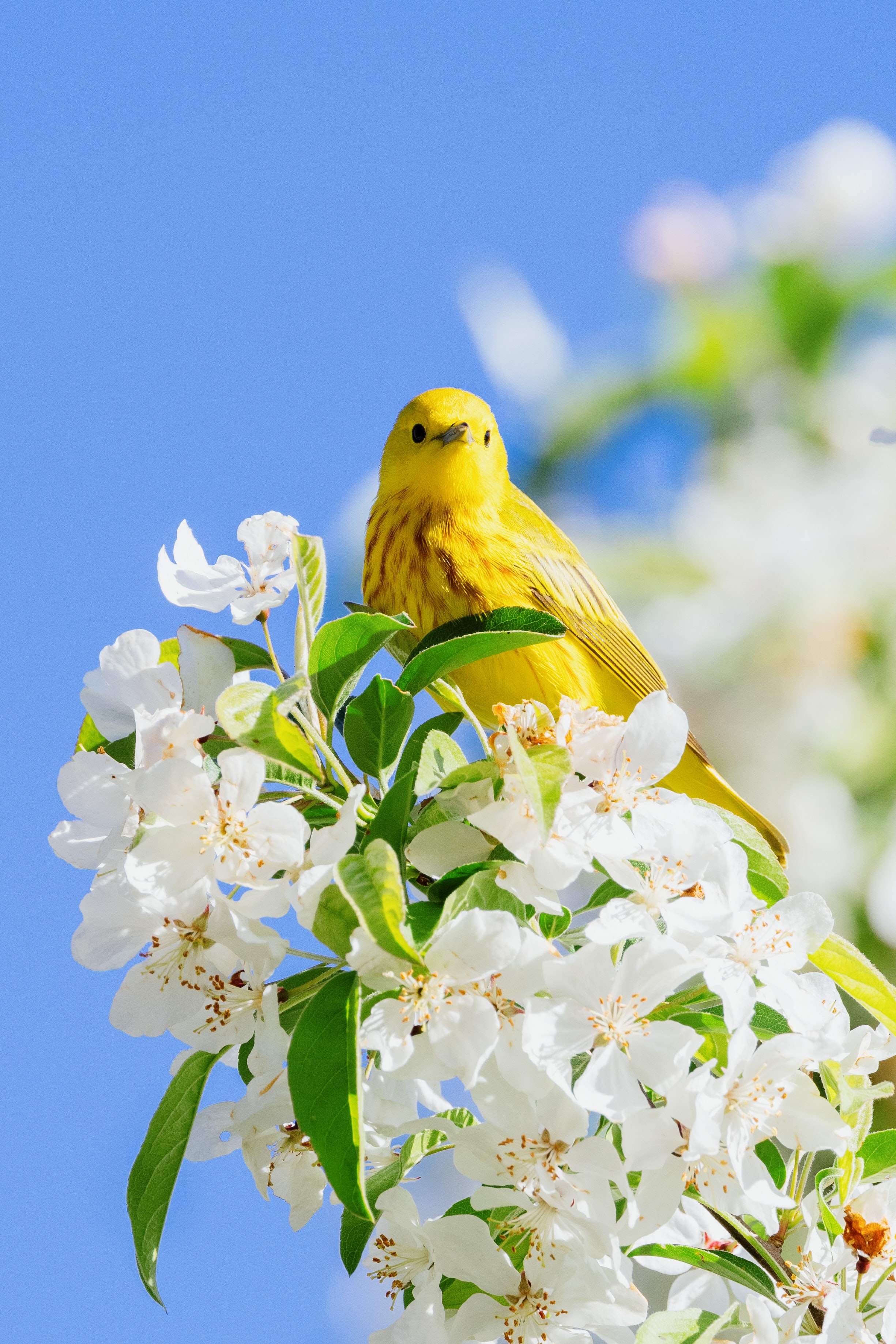 Begin van de Lente